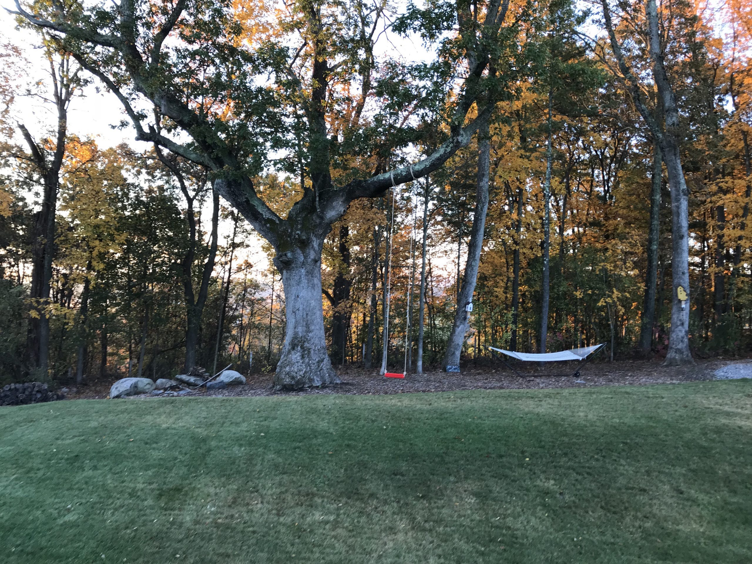 Home, Tree & Swing